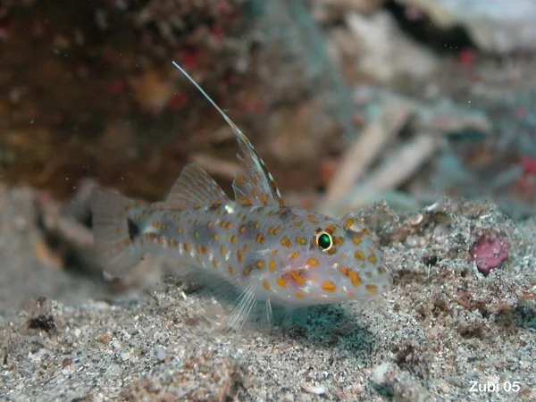 Fusigobius longispinus